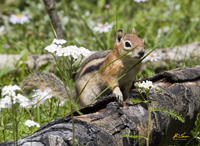 Golden Mantled Ground Squirrel 3862